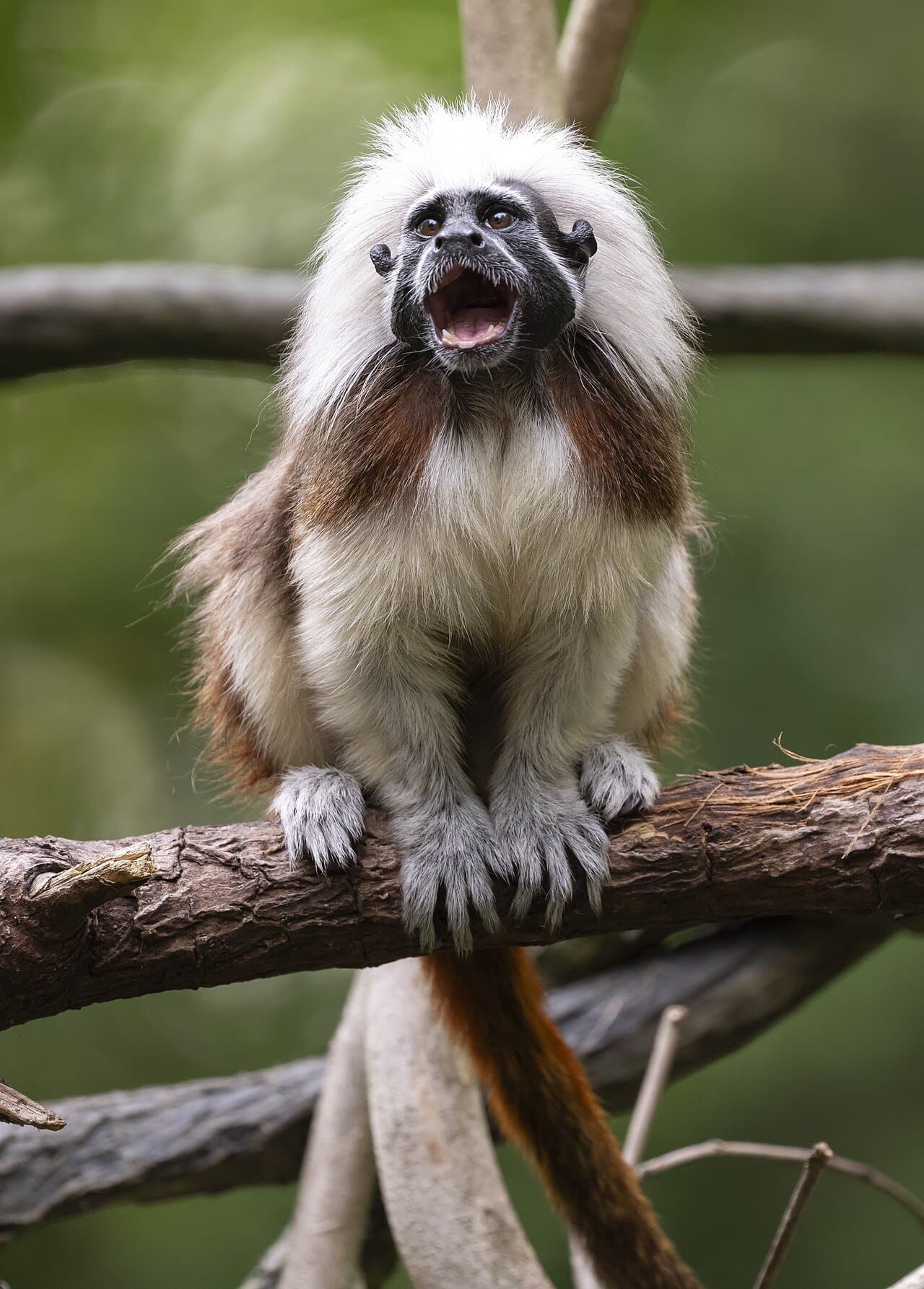 A cotton-top tamarin with a crest of white hair perched on a branch.