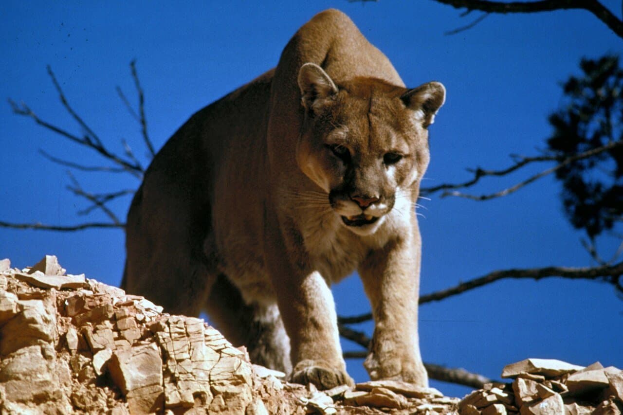 A tan cougar standing on rocks against a blue sky.