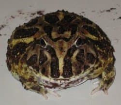 A round, brown-and-green Cranwell's horned frog with a wide mouth.