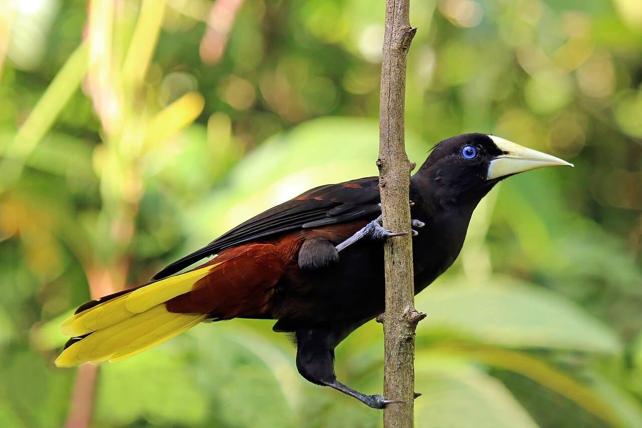 A black crested oropendola with a yellow tail and pale bill clinging to a stem.