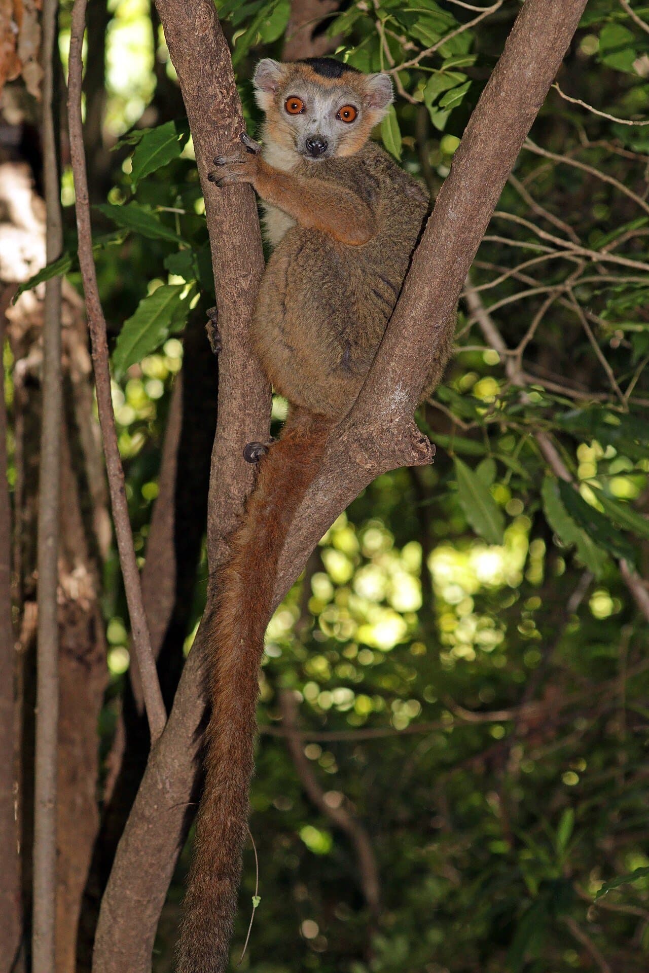 A crowned lemur peering out from between tree trunks.