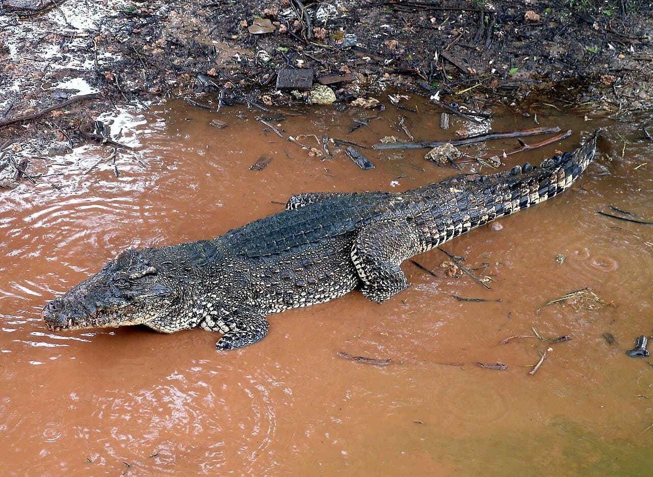 A speckled Cuban crocodile walking through muddy water.
