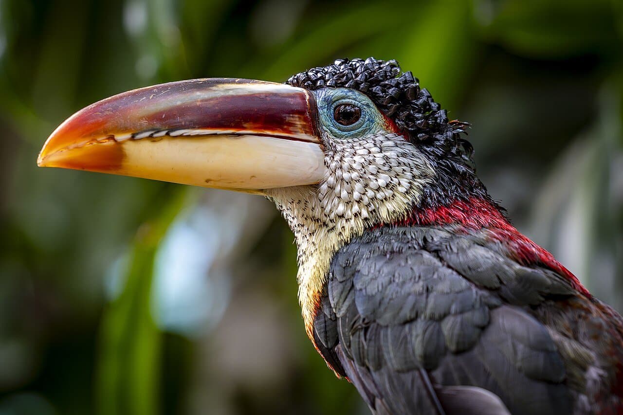 A curl-crested araçari with curly black head feathers and a large colorful bill.