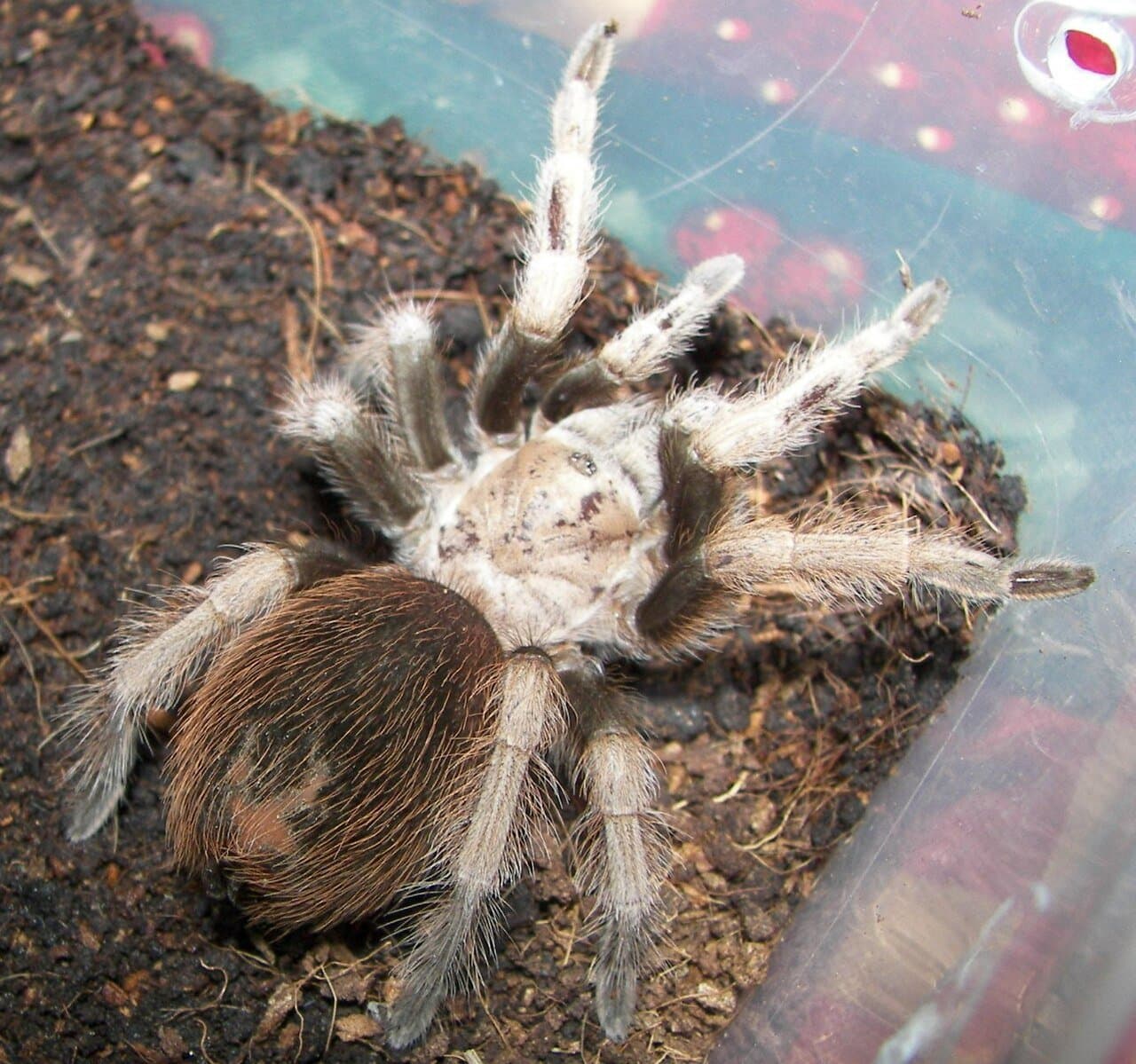 A hairy light brown desert blonde tarantula on soil.