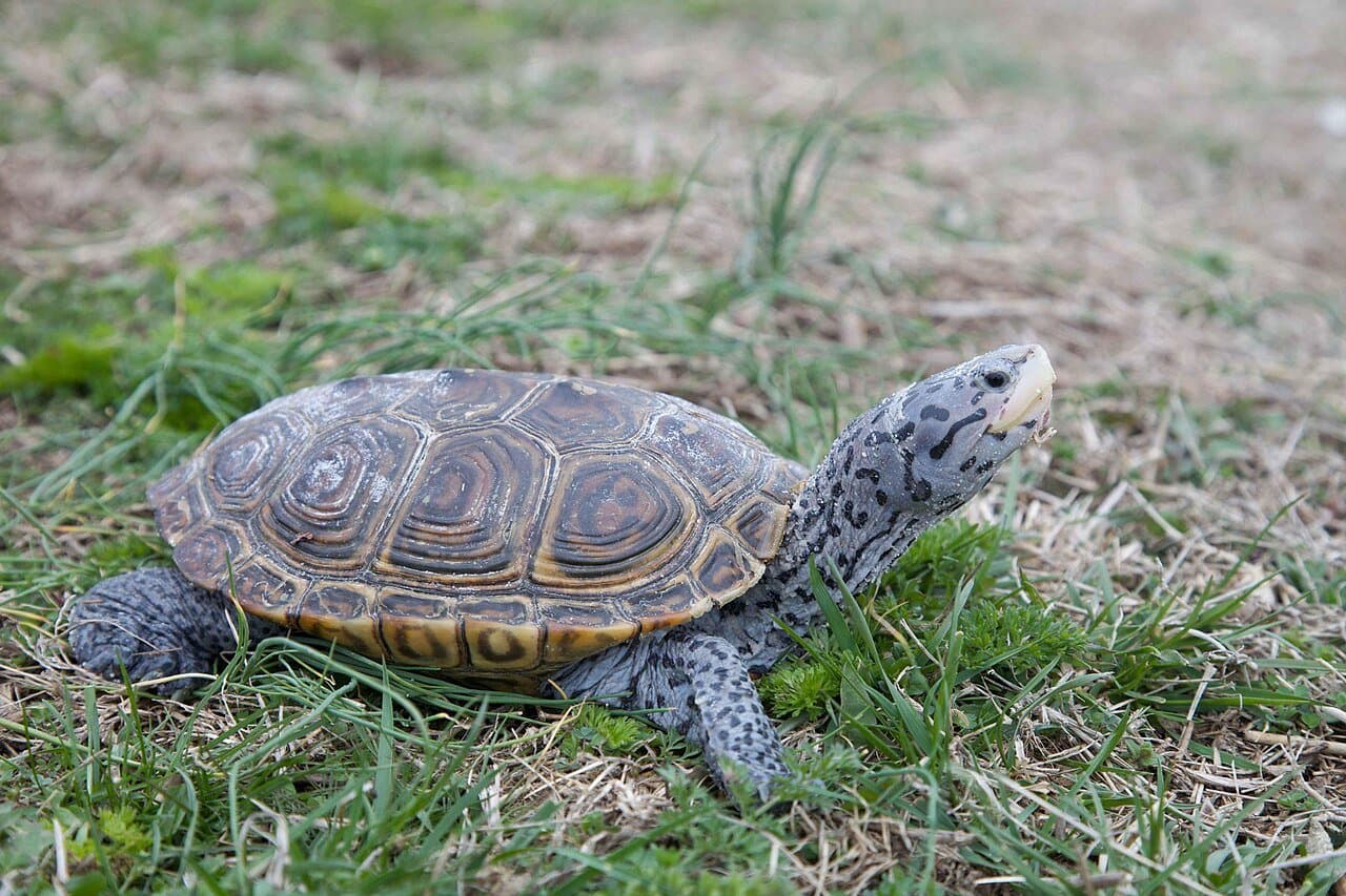 A diamondback terrapin with a patterned shell and spotted gray skin walking on grass.