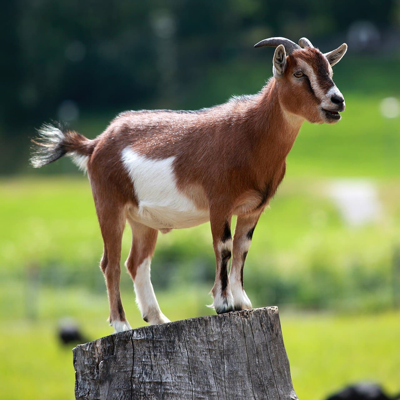 A brown-and-white domestic goat standing on a tree stump.