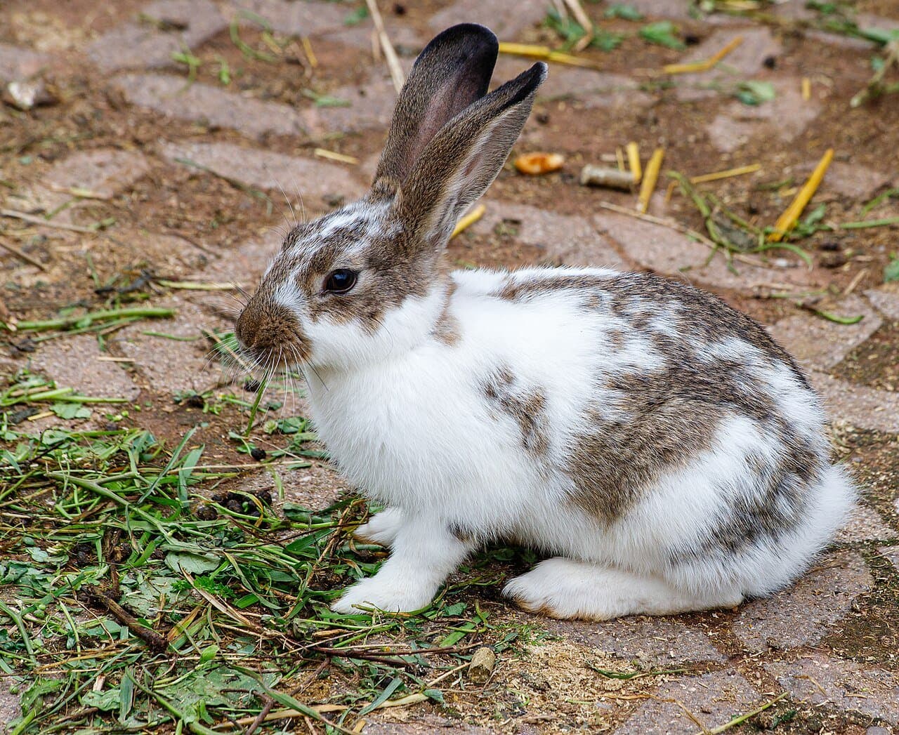 A white and brown spotted domestic rabbit sitting on the ground.