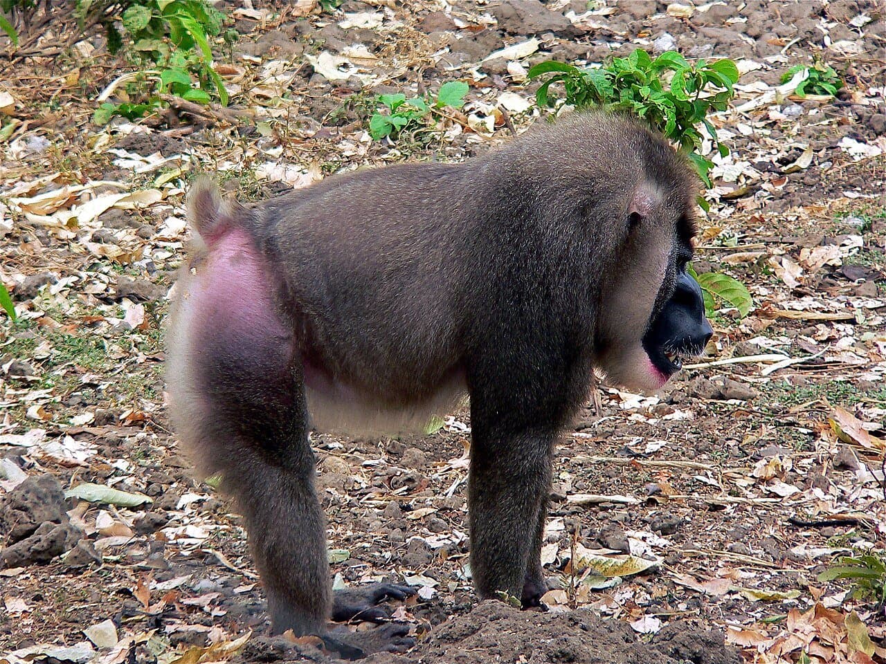 A male drill with dark fur and a colorful rump walking on the forest floor.