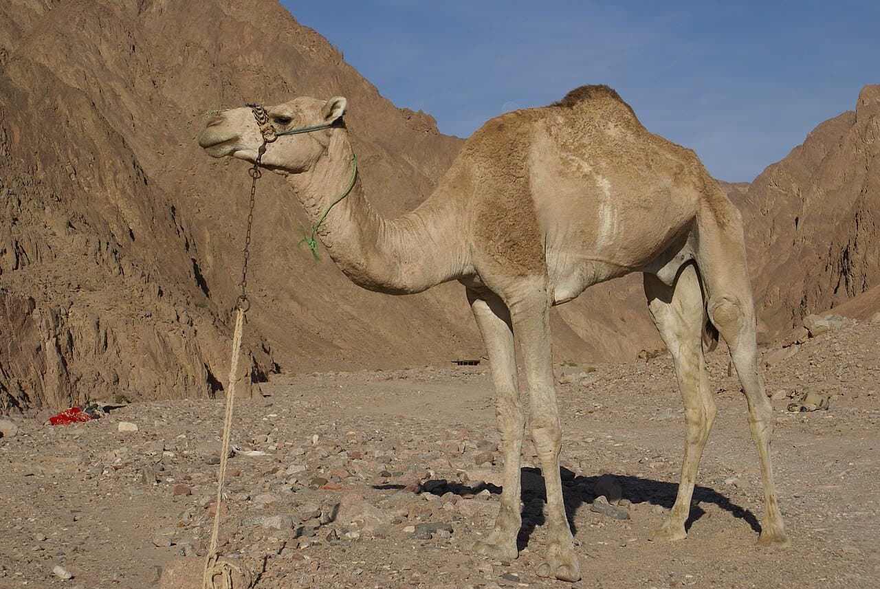 A one-humped dromedary camel standing in a rocky desert.
