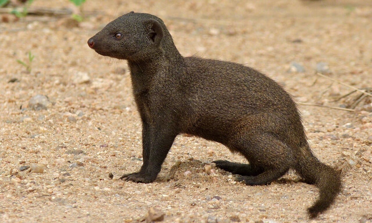 A dark brown dwarf mongoose standing on sandy ground.