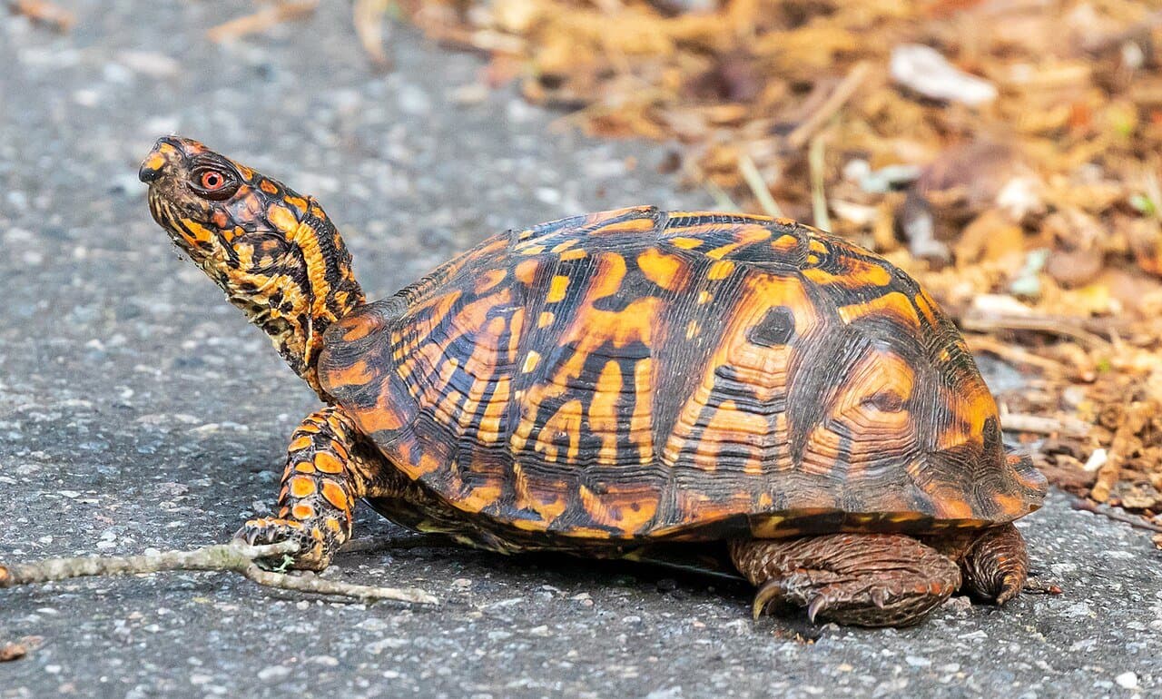 An eastern box turtle with an orange-and-brown patterned shell walking on pavement.