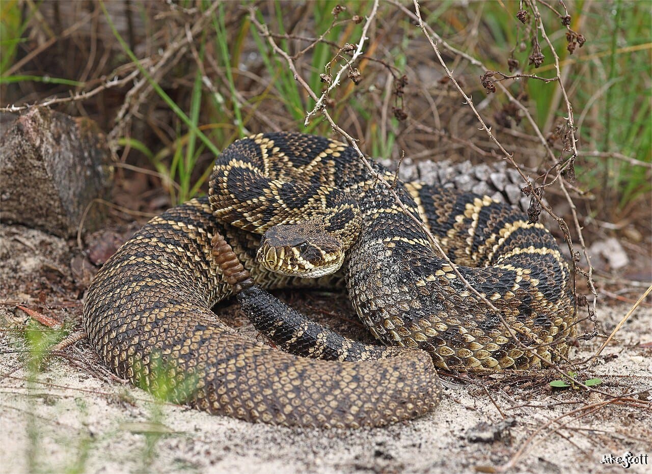 An eastern diamondback rattlesnake with dark diamond markings coiled on the ground.
