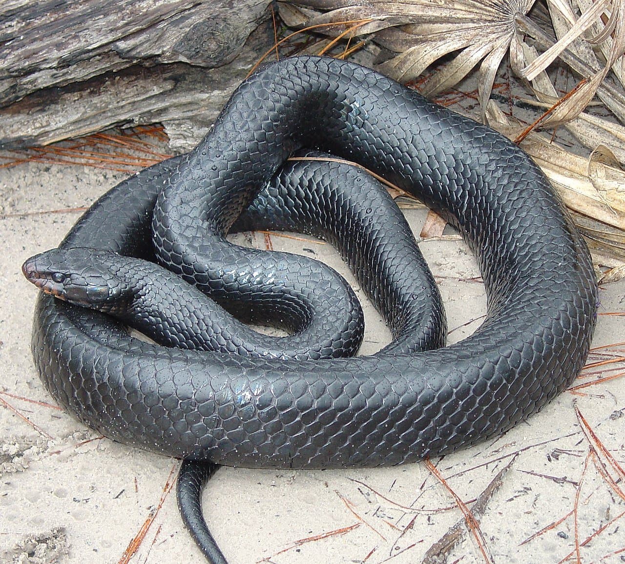 A glossy black eastern indigo snake coiled on sandy ground.