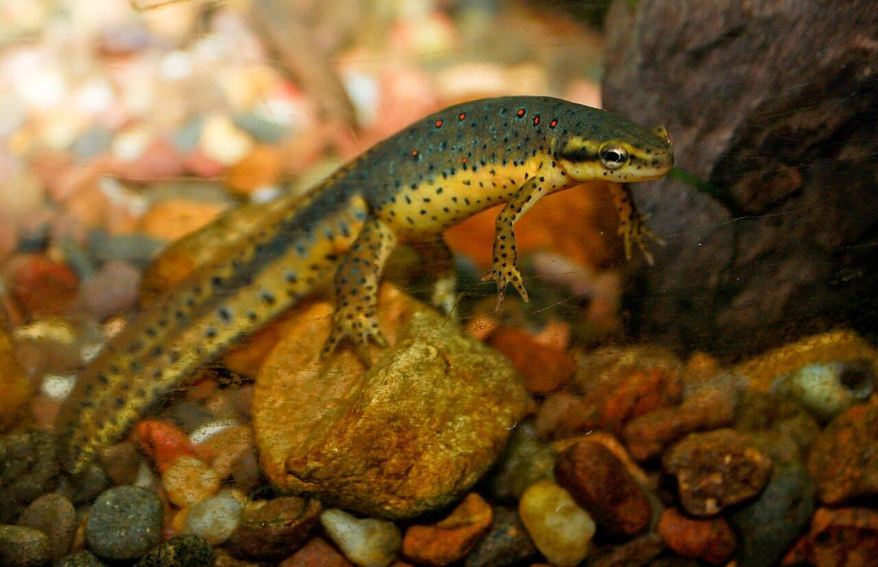 A greenish eastern newt with red spots on pebbles.