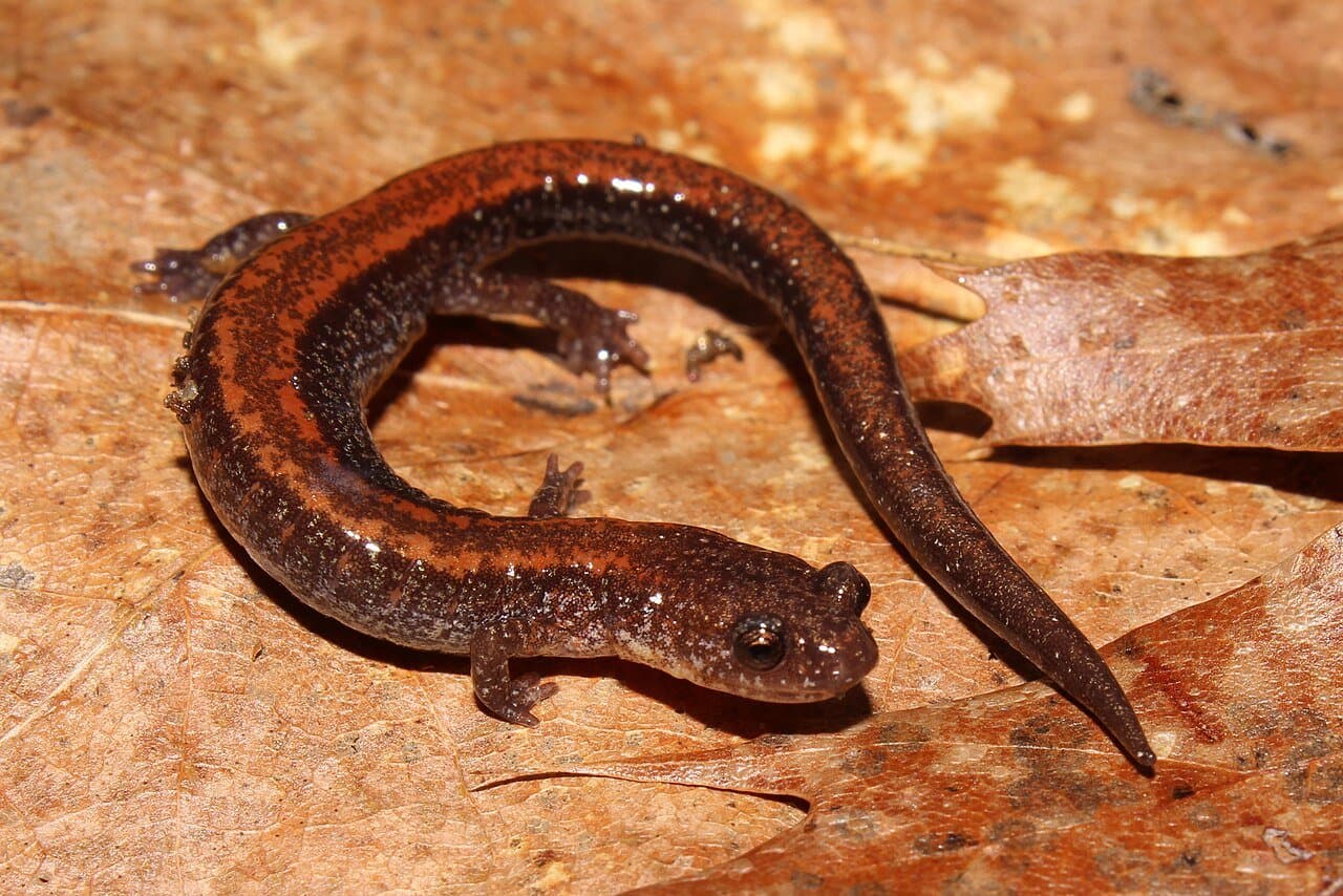 A dark eastern red-backed salamander with a reddish stripe on leaves.