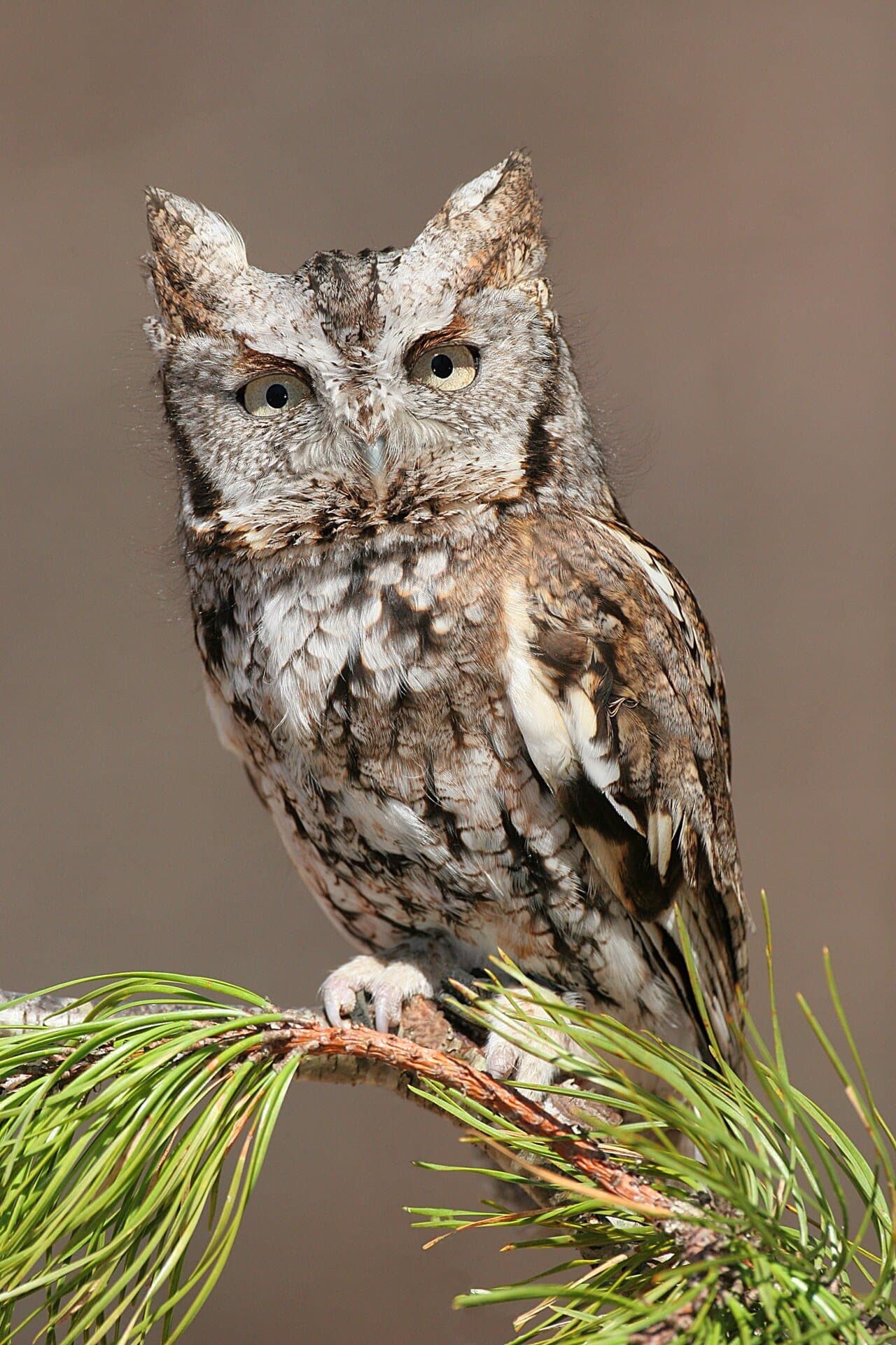 A small gray eastern screech-owl with ear tufts perched in a pine.