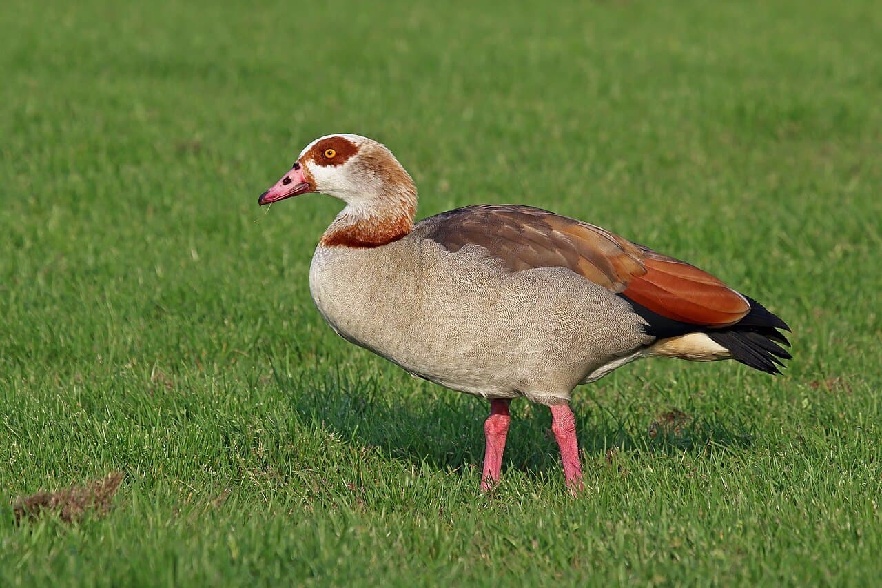 An Egyptian goose with a dark brown eye patch and pink legs walking on grass.
