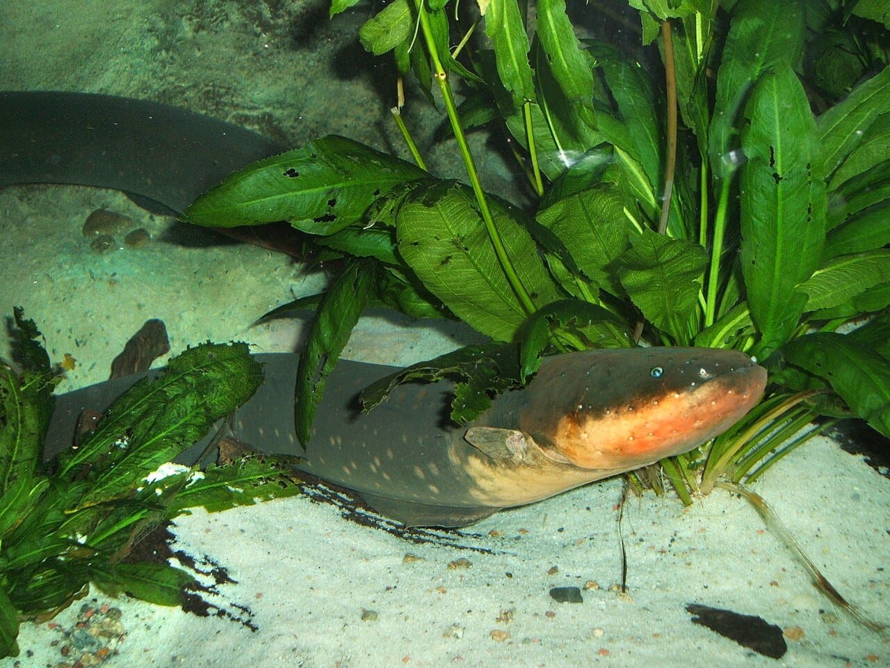 A long, dark electric eel swimming near the bottom of a planted tank.