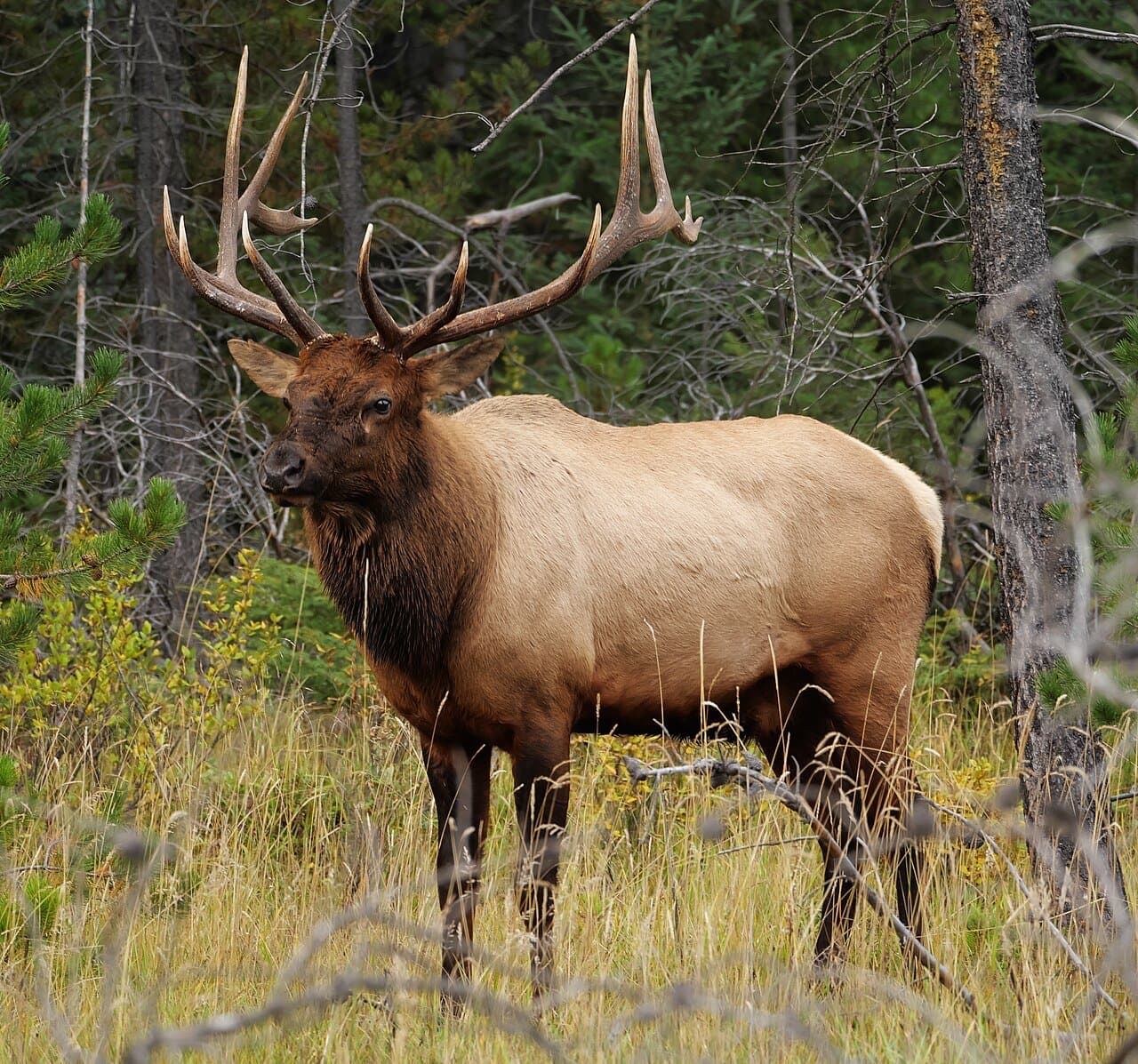 A bull elk with large branching antlers standing in a forest.