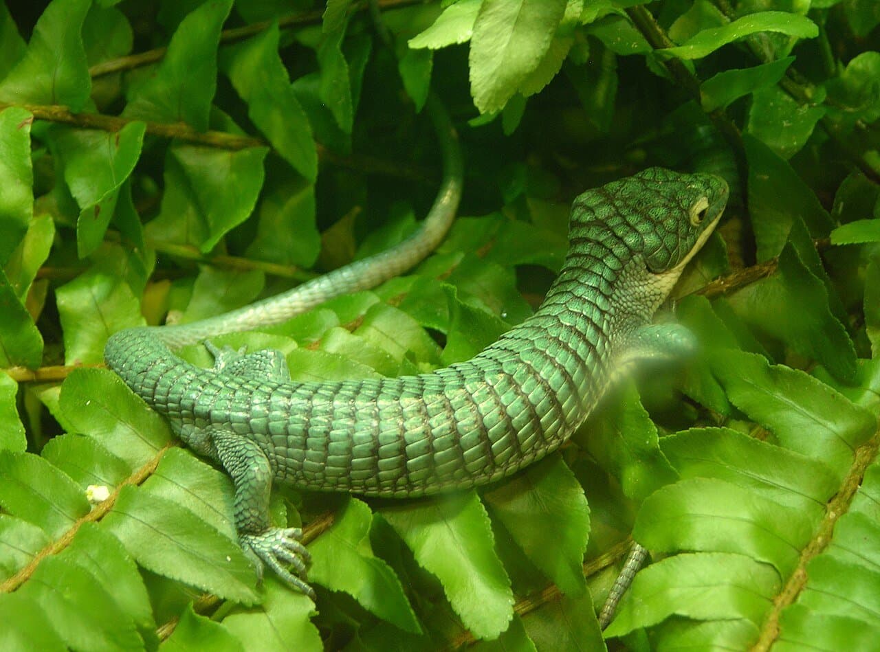 A green emerald alligator lizard among bright green leaves.