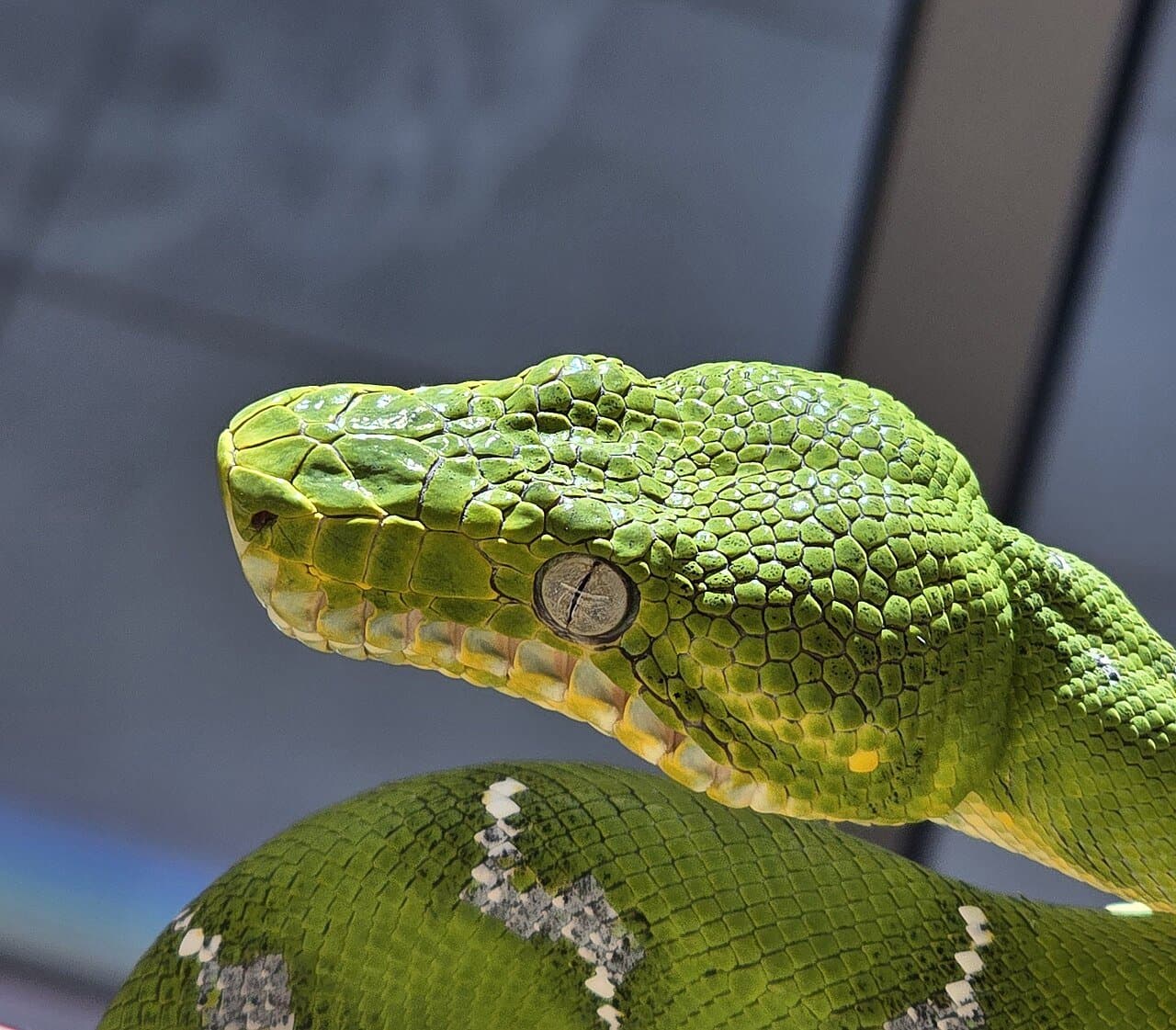 Close-up of a bright green emerald tree boa's head.