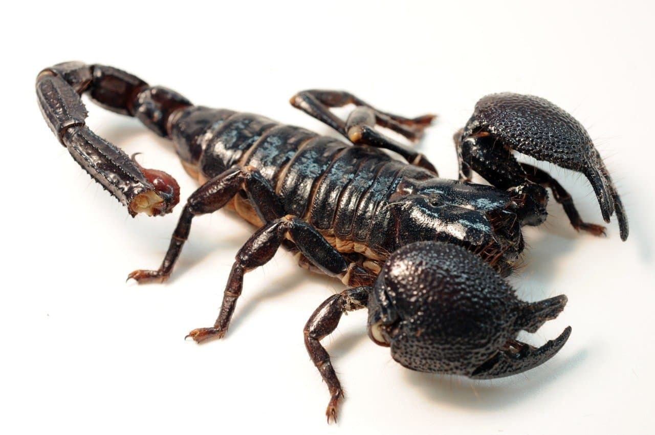 A shiny black emperor scorpion with large pincers on a white background.