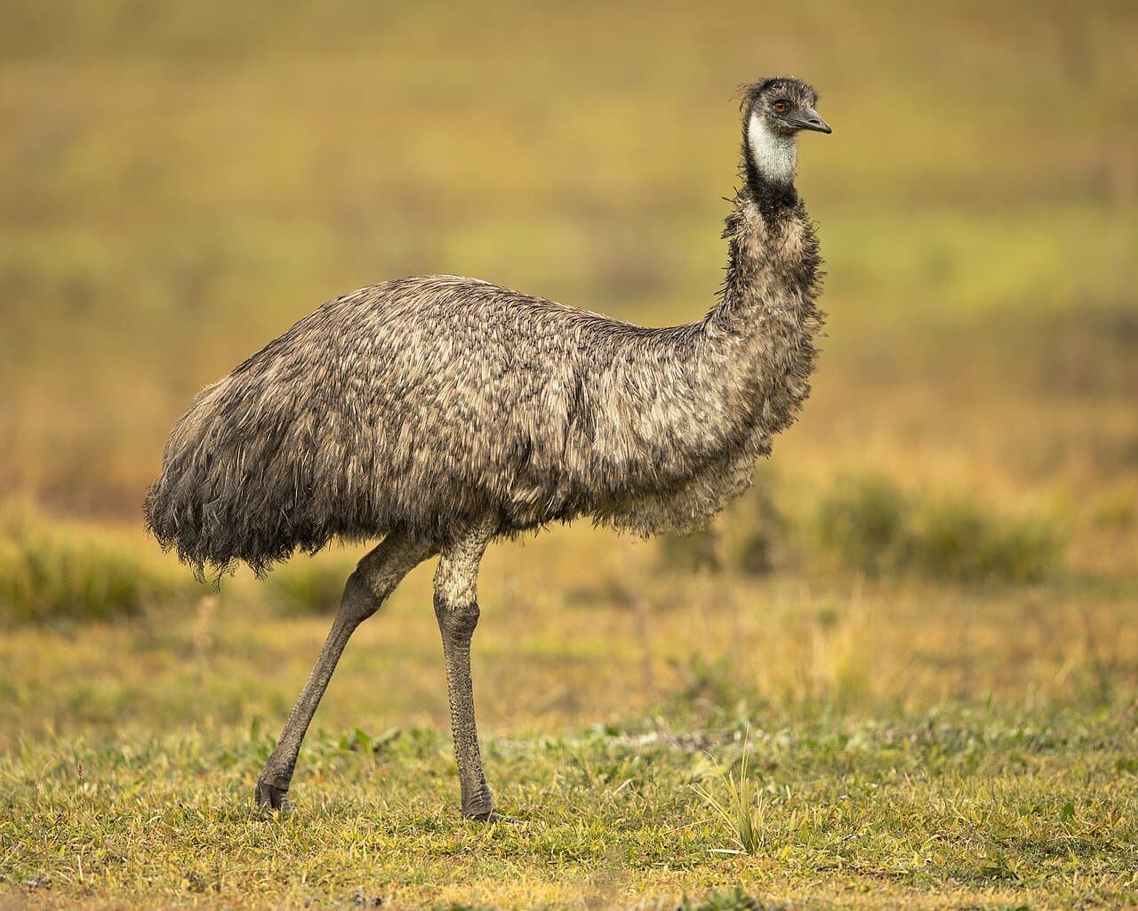 A shaggy brown emu walking across dry grass.