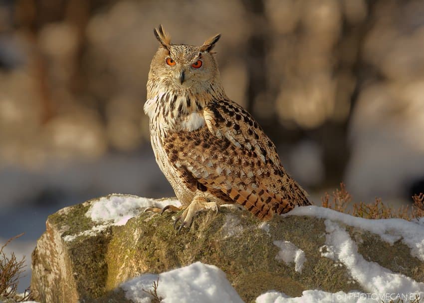 A Eurasian eagle-owl with orange eyes and ear tufts perched on a snowy rock.