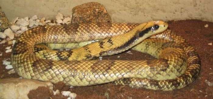 A yellow and brown false water cobra coiled on a rock.