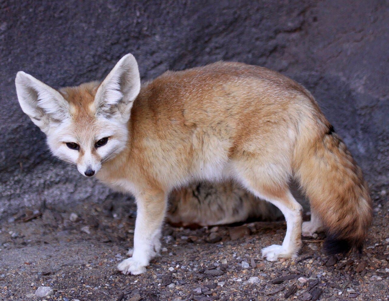 A pale fennec fox with huge ears standing by a rock wall.
