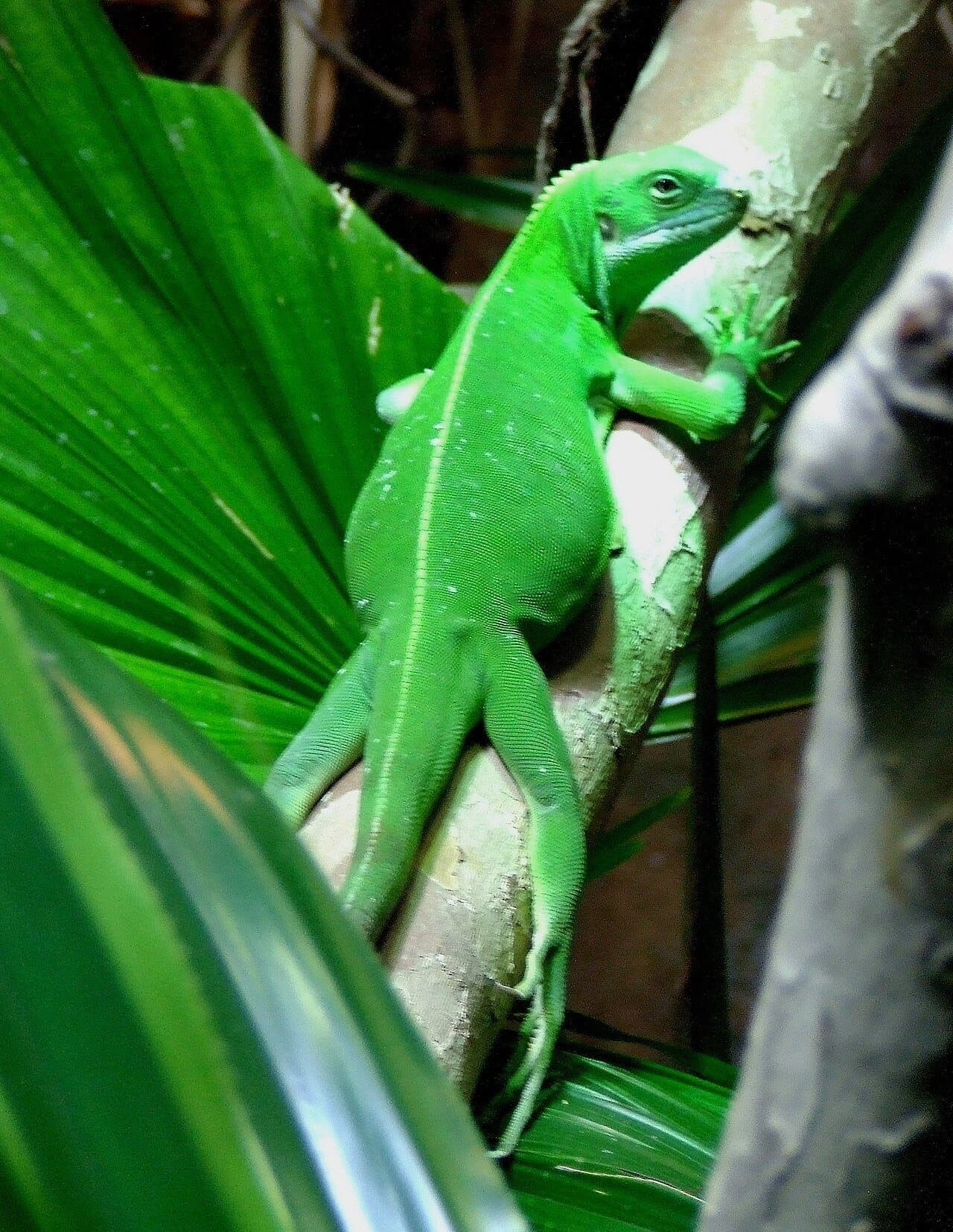 A bright green Fiji banded iguana climbing a branch.