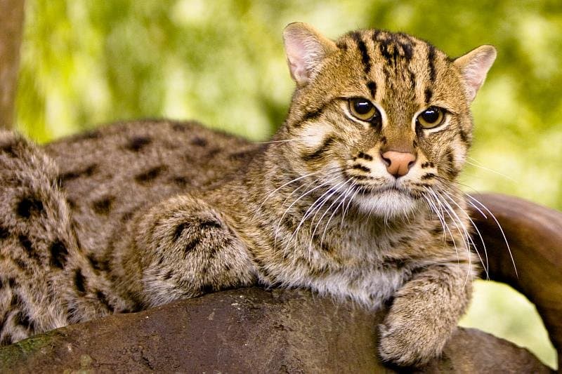 A spotted fishing cat resting on a log.