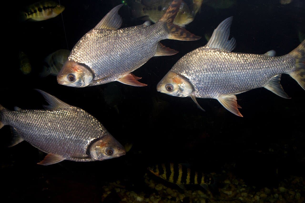 Silver flagtail characins with striped tail fins swimming.