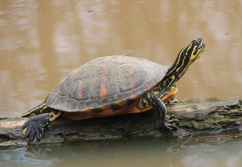 A Florida red-bellied turtle with yellow-striped head basking on a log.