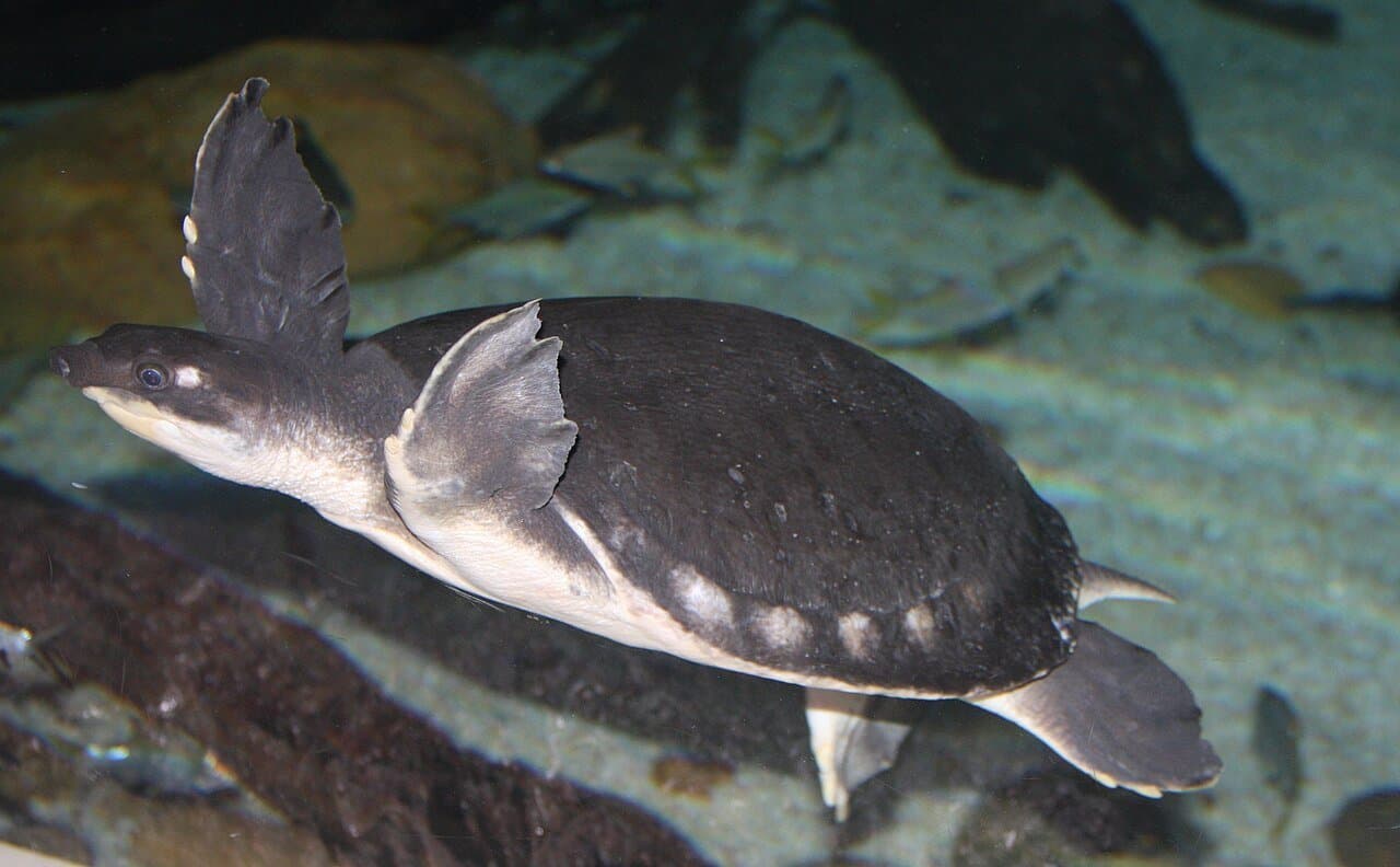 A gray Fly River turtle swimming with flipper-like legs.