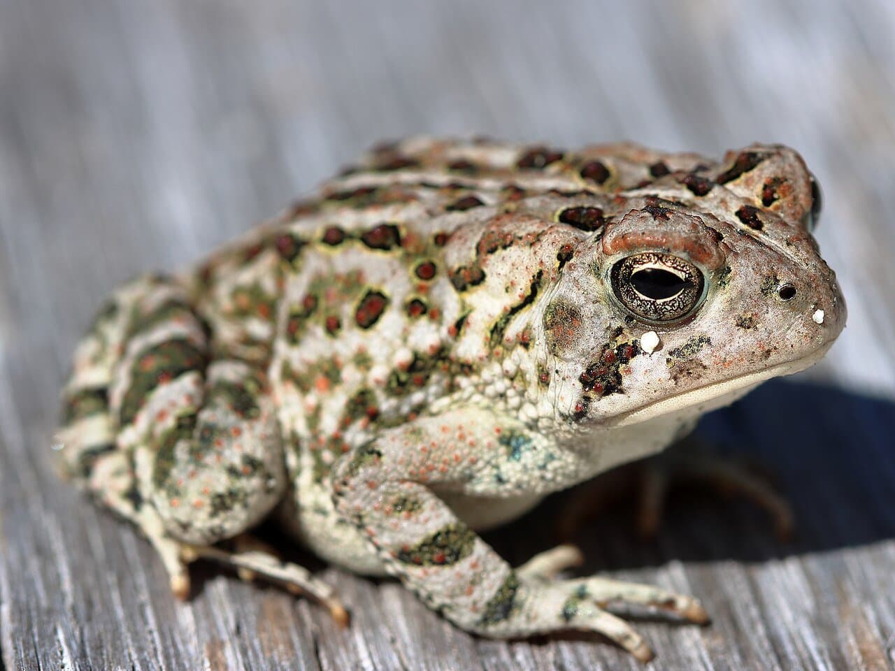 A spotted brown Fowler's toad on a wooden board.