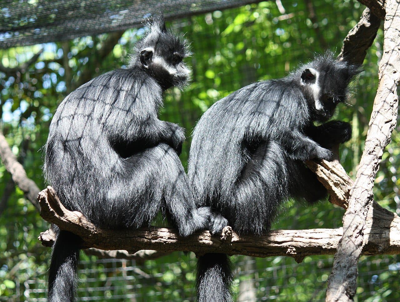Two black François' langurs with white cheeks sitting on a branch.