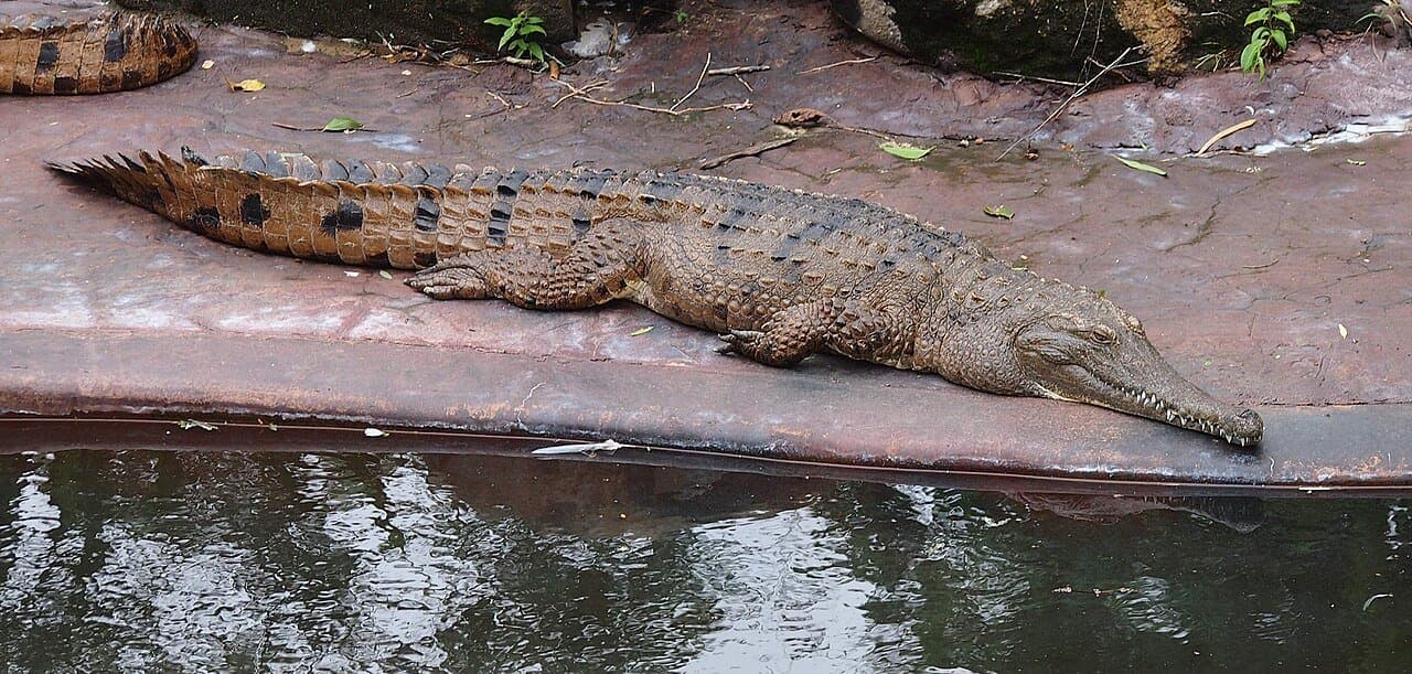 A slender-snouted freshwater crocodile resting on a bank above water.