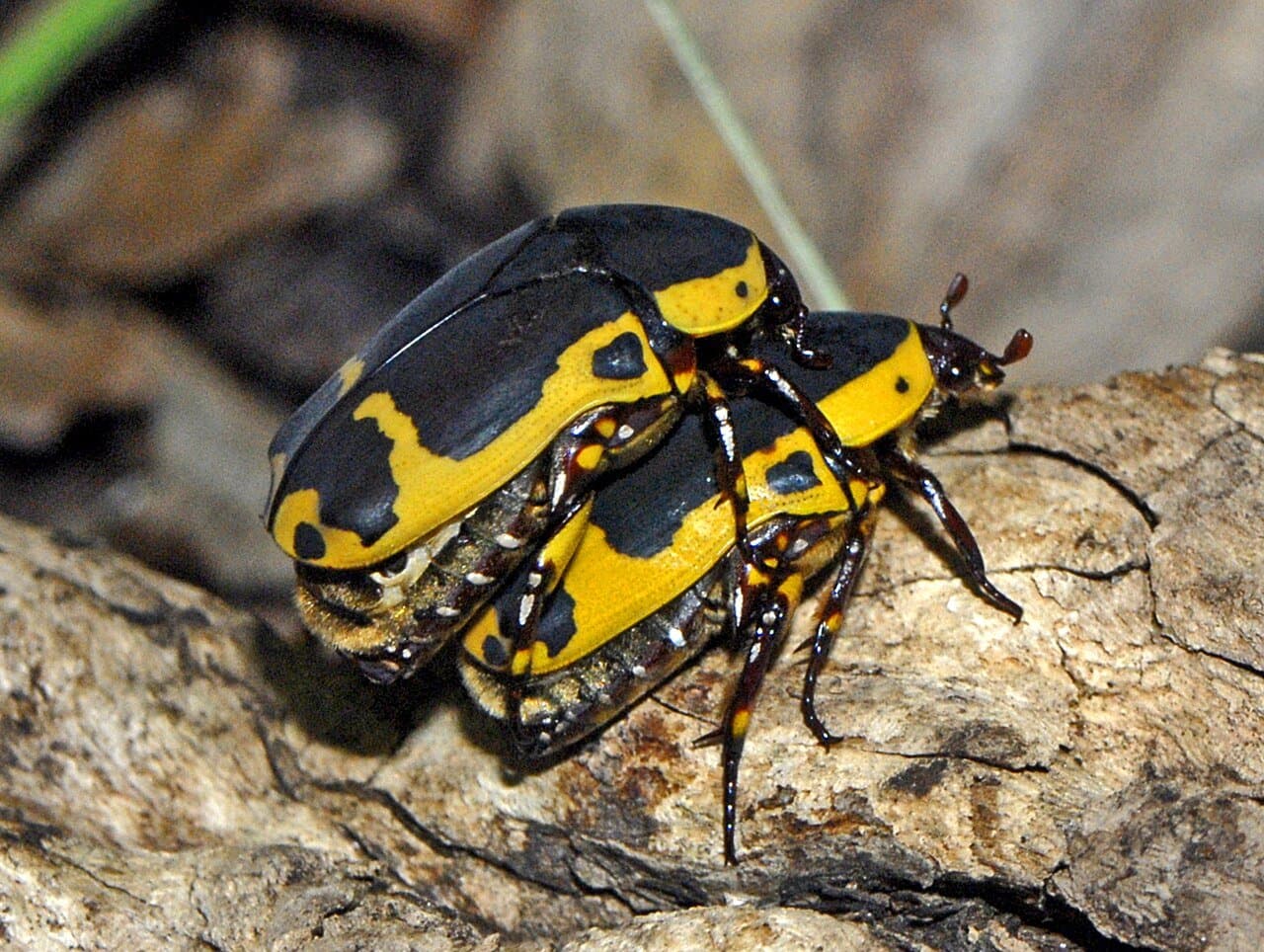 Two black-and-yellow garden fruit chafer beetles on wood.