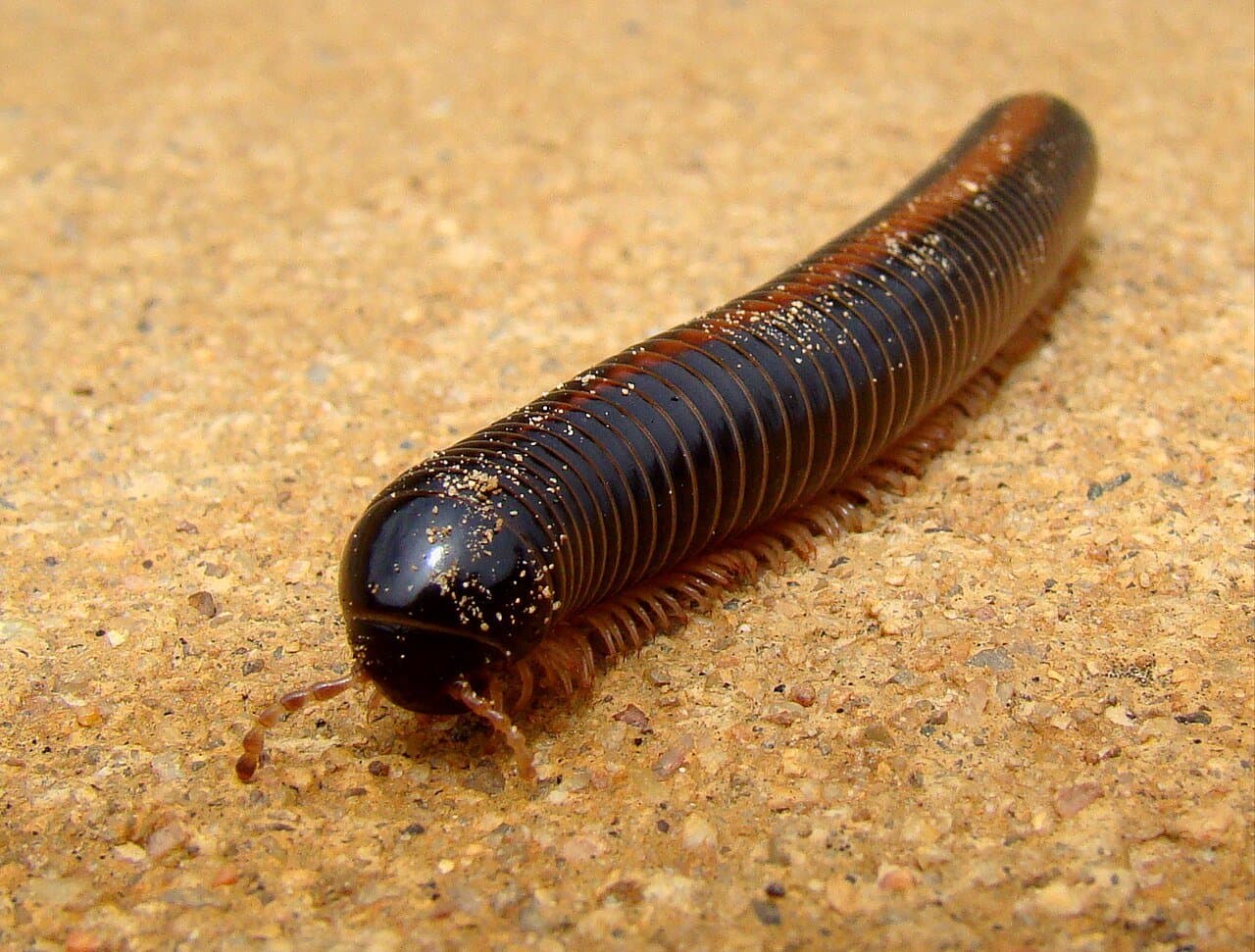 A long, dark brown giant African millipede on sand.
