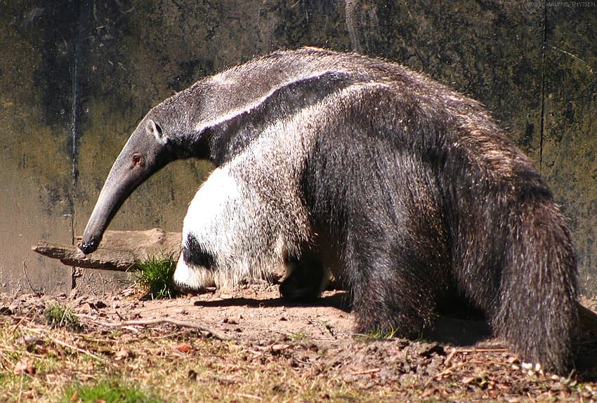 A giant anteater with a long snout and bushy tail sniffing the ground.
