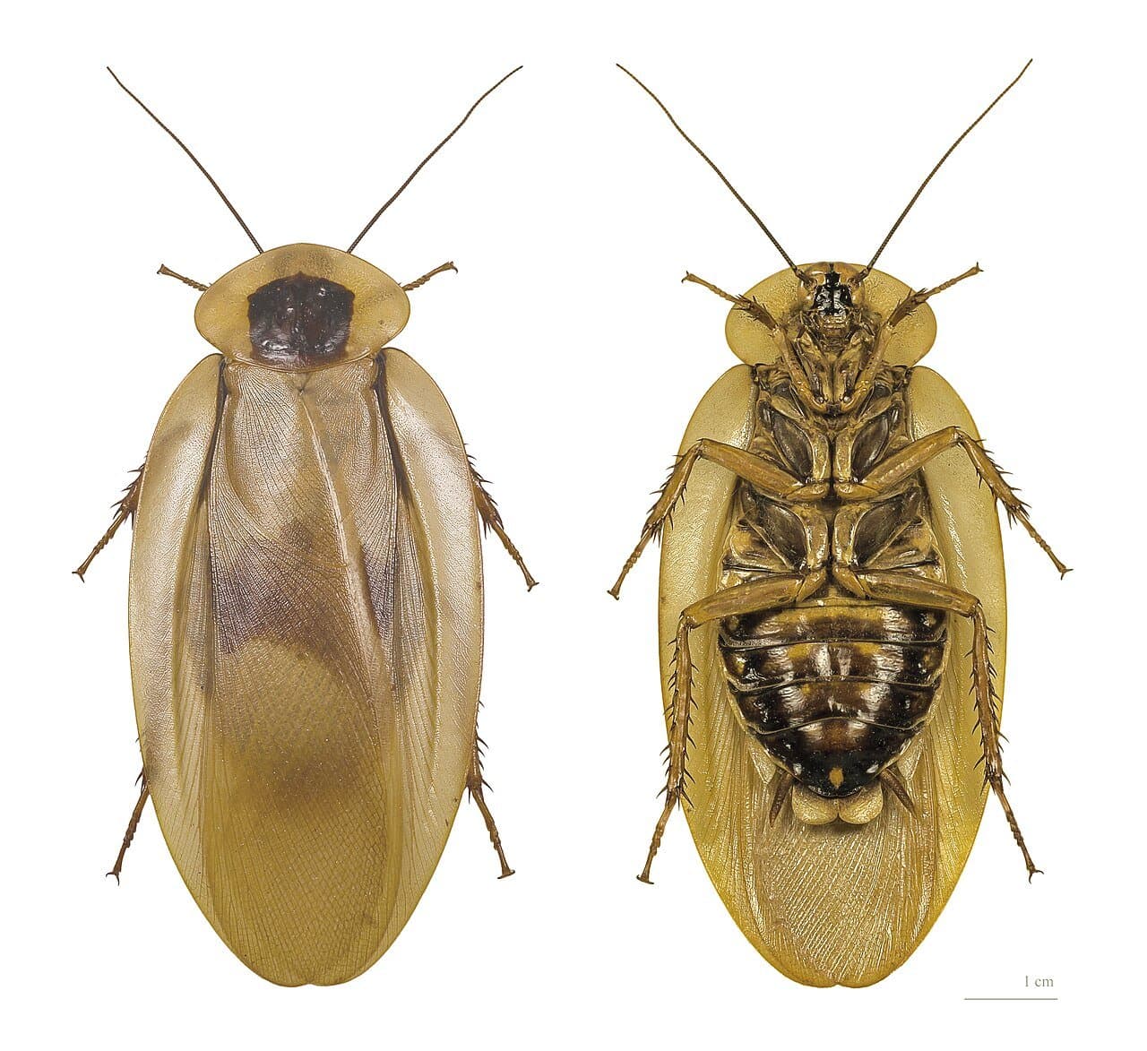 Top and bottom views of a large tan giant cockroach on a white background.