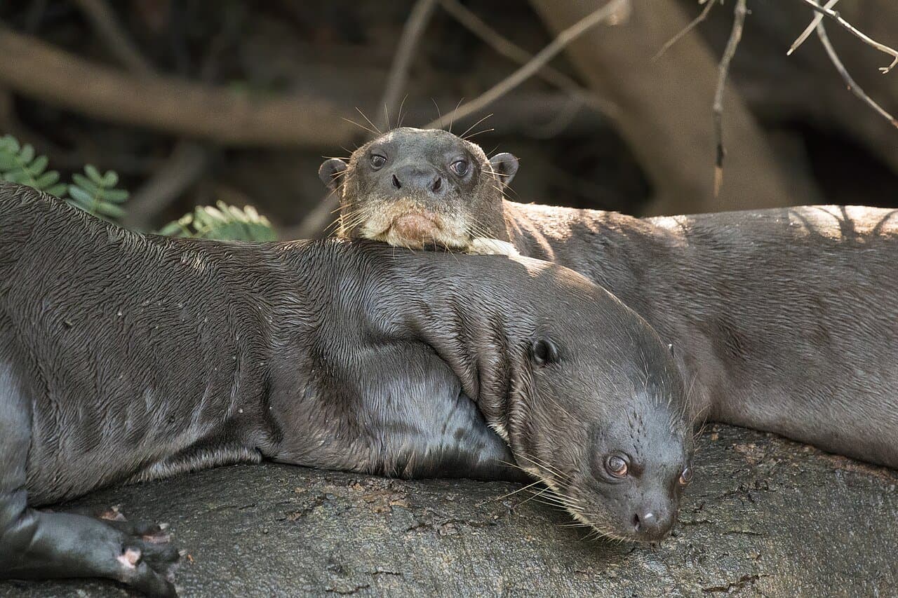 Two giant otters resting together on a log.