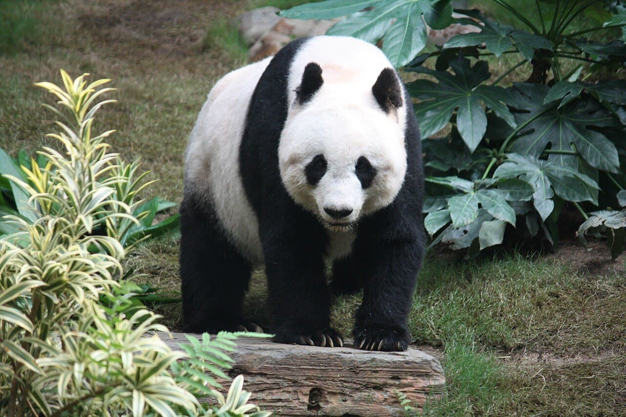A black-and-white giant panda standing among green plants.