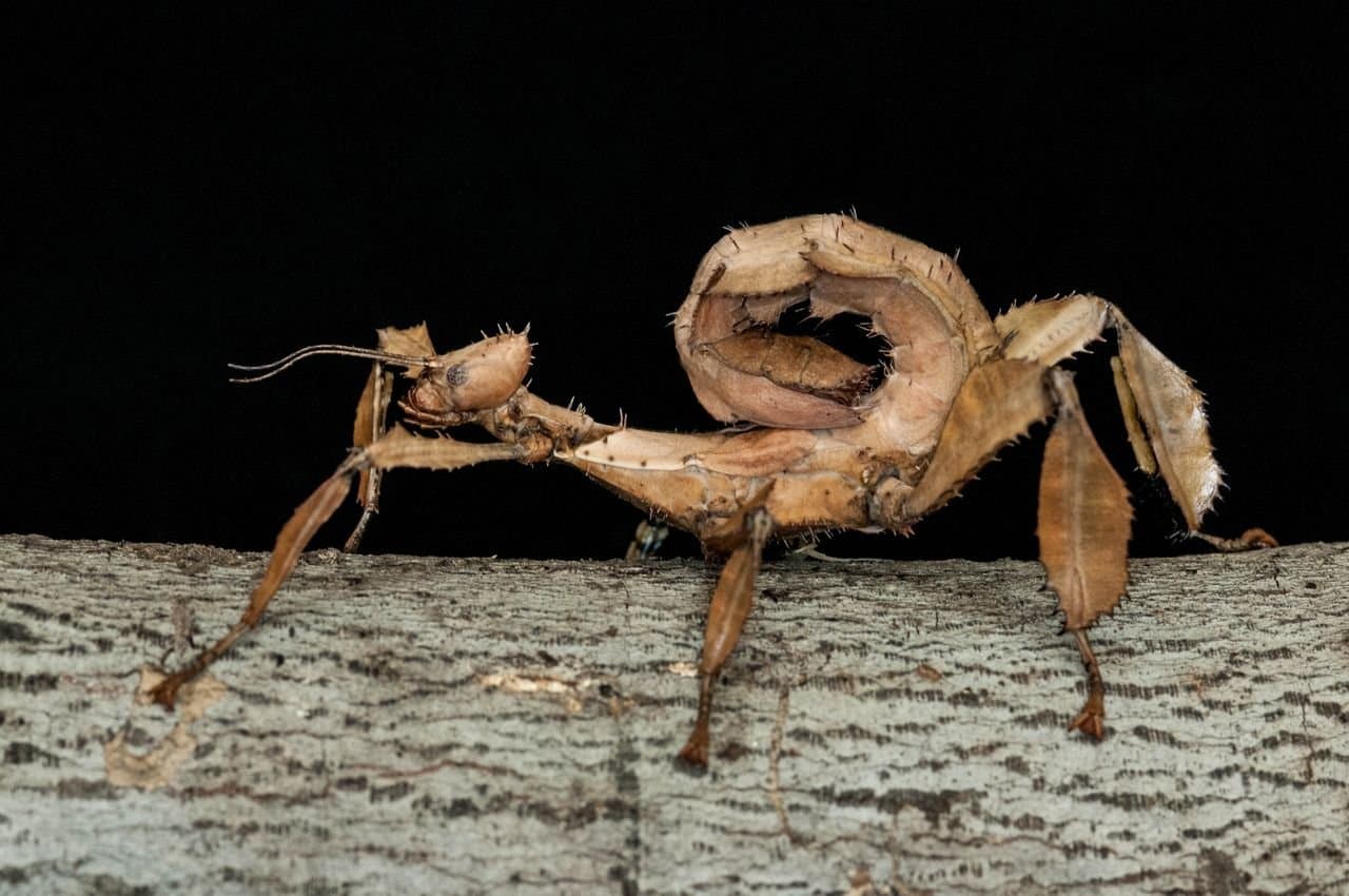 A brown, spiky giant prickly stick insect curling its tail on a log.