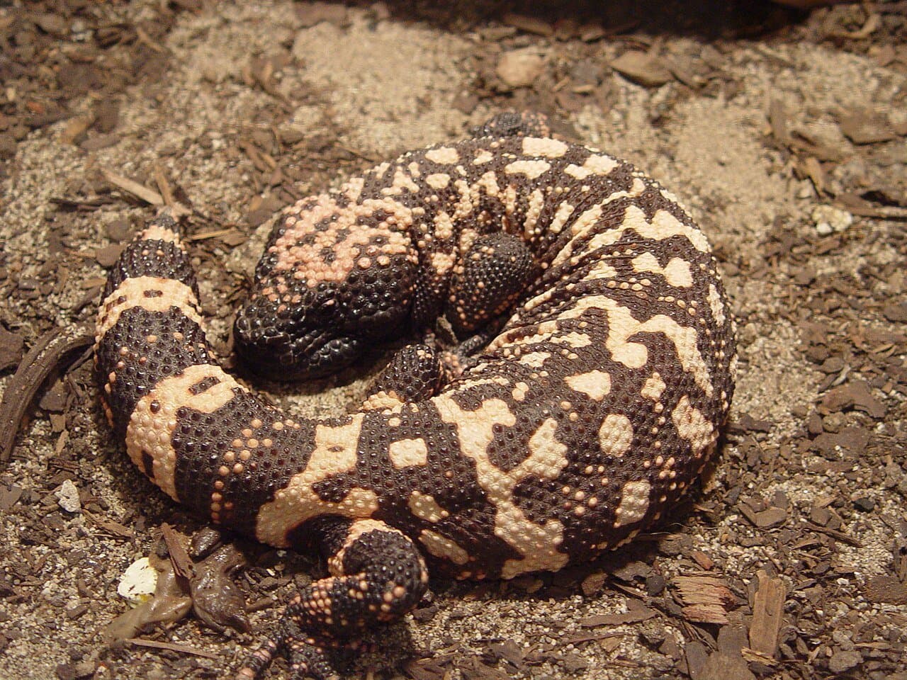 A black and pink Gila monster curled on dirt.