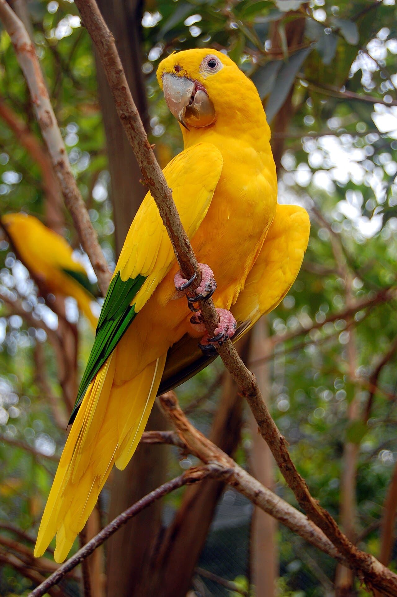 A bright yellow golden conure with green wing feathers perched in a tree.