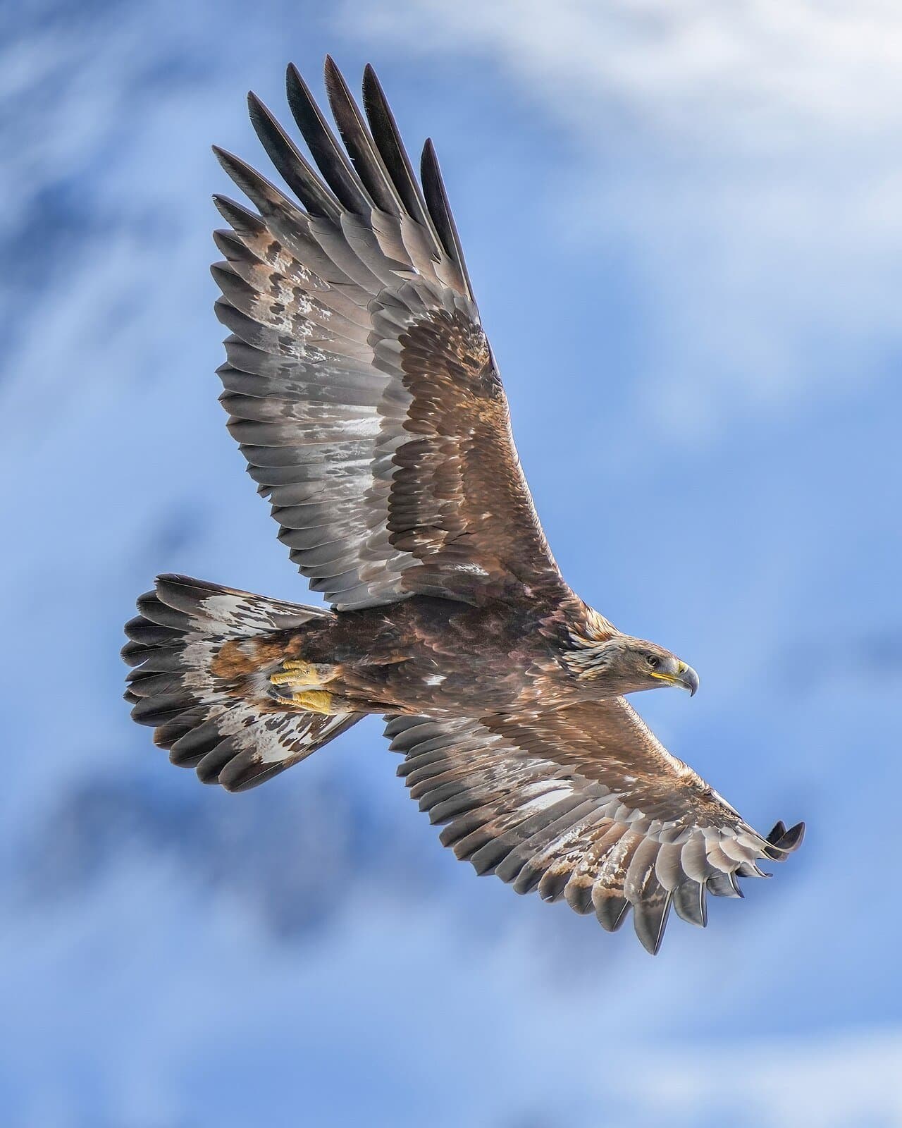 A golden eagle soaring with wings spread against a blue sky.