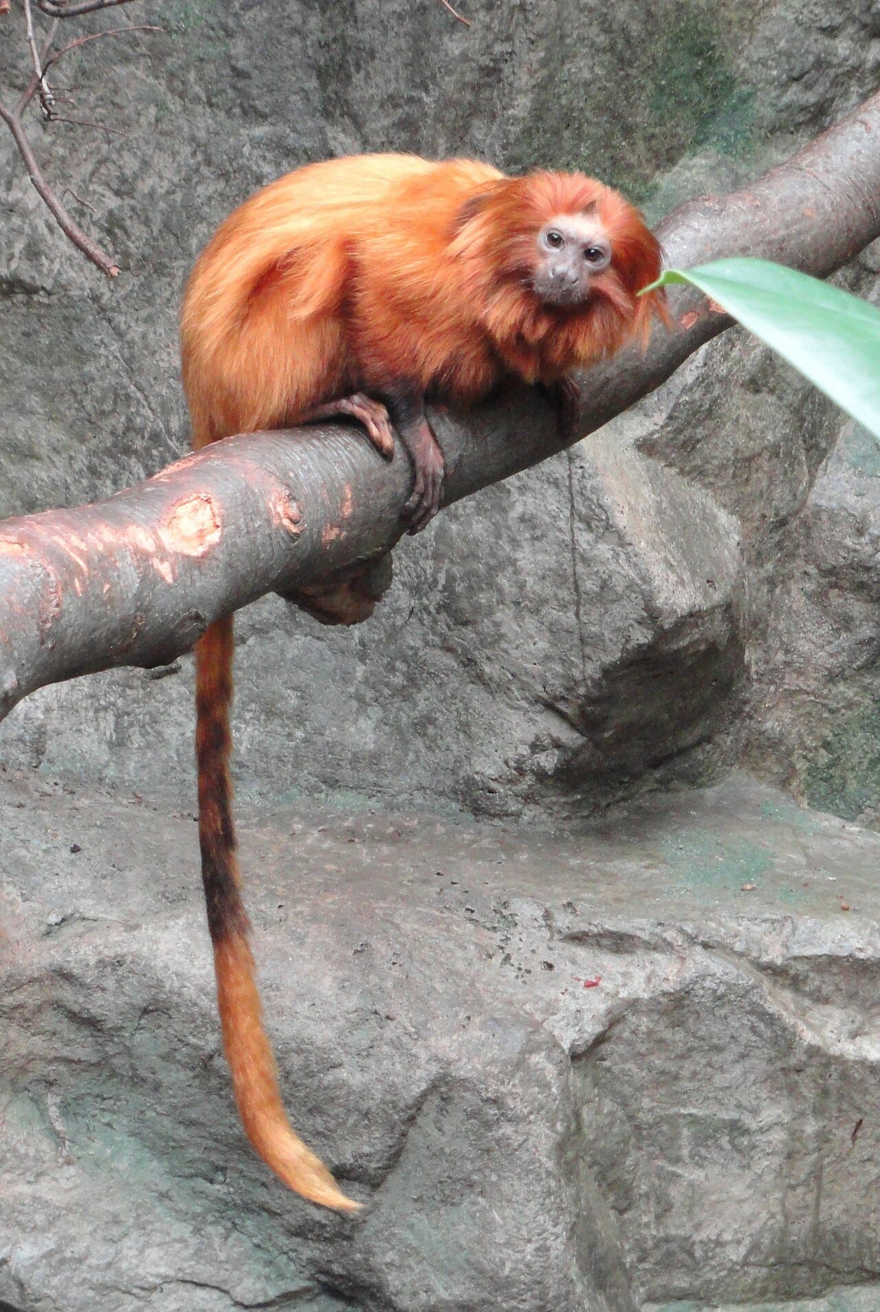 A bright orange golden lion tamarin perched on a branch.