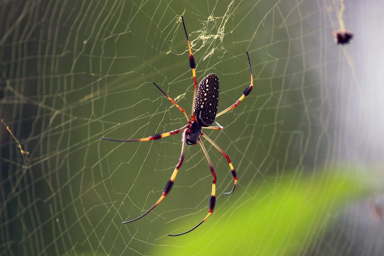A golden silk orbweaver spider with long banded legs in its web.